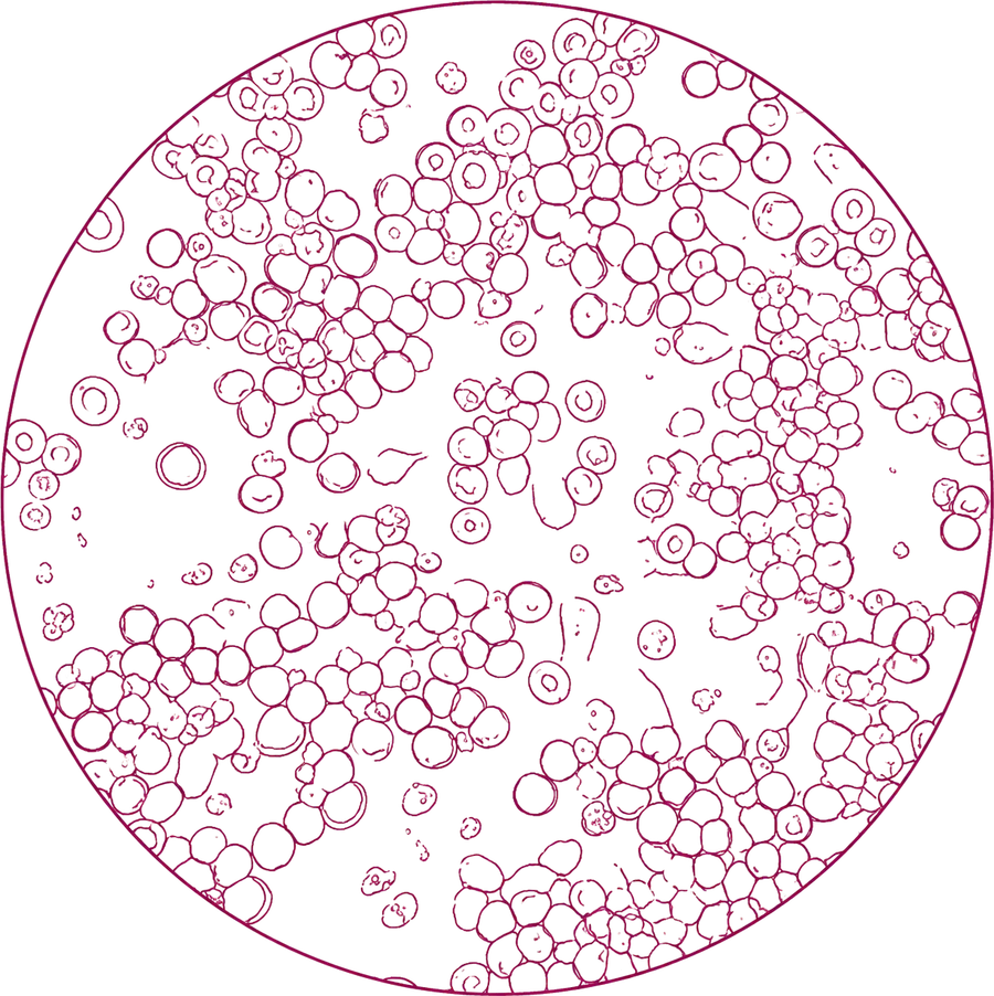 Cell field under magnification