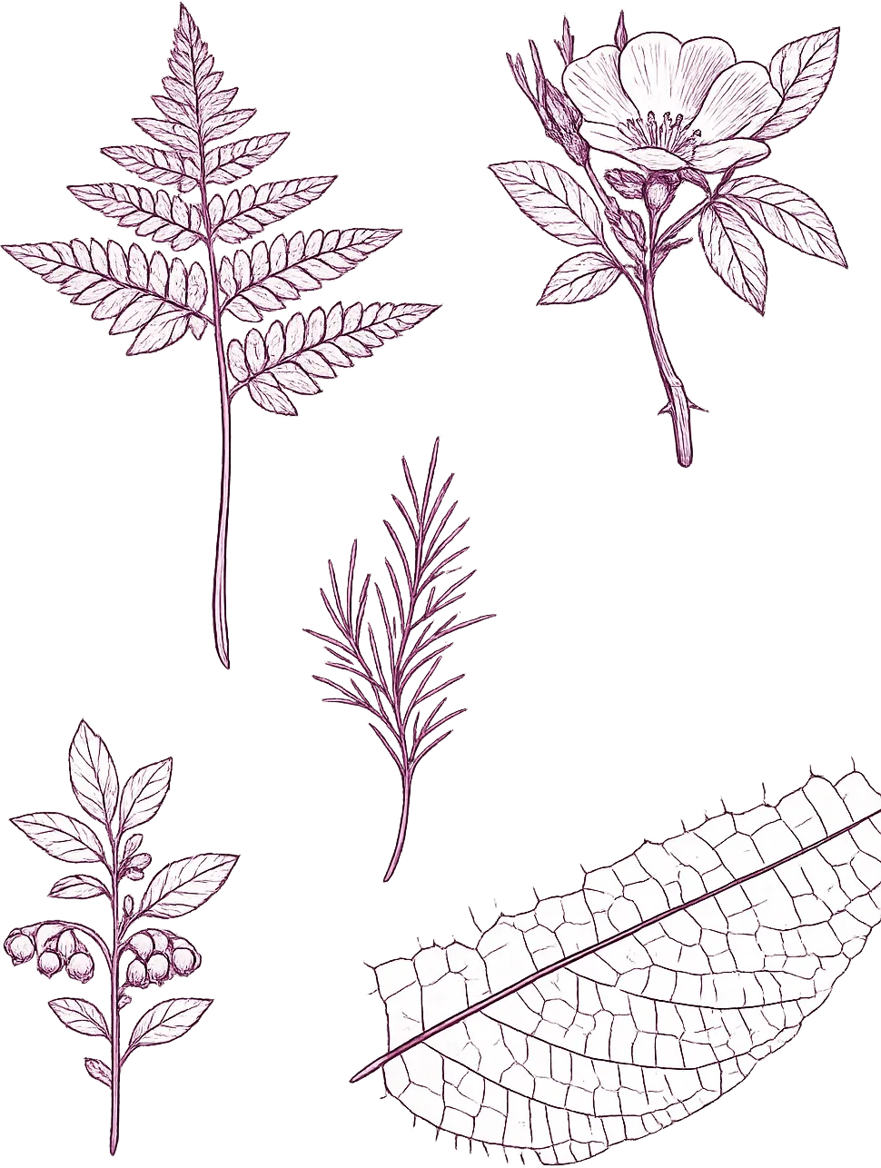 Specimen sheet — fern, rose, rosemary, lily of the valley and a skeleton leaf