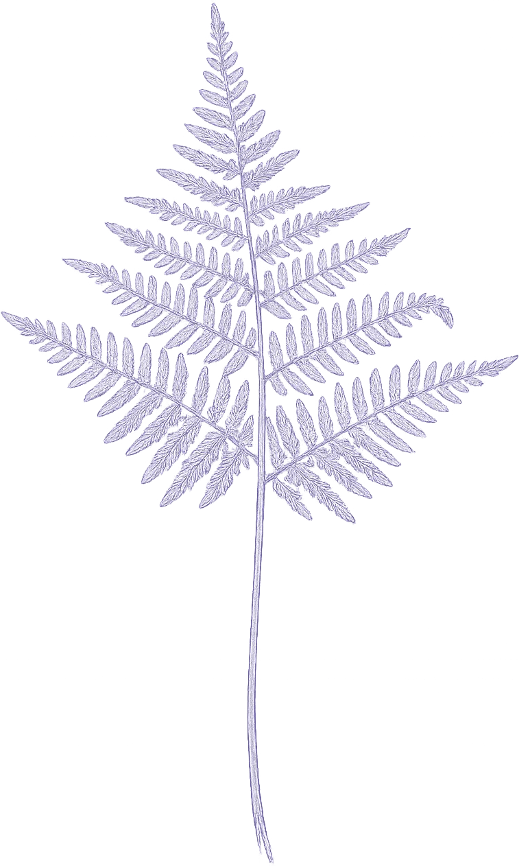 Fern frond specimen study