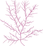 Root architecture of an alpine plant