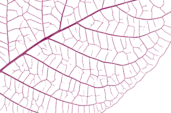 Leaf venation under magnification