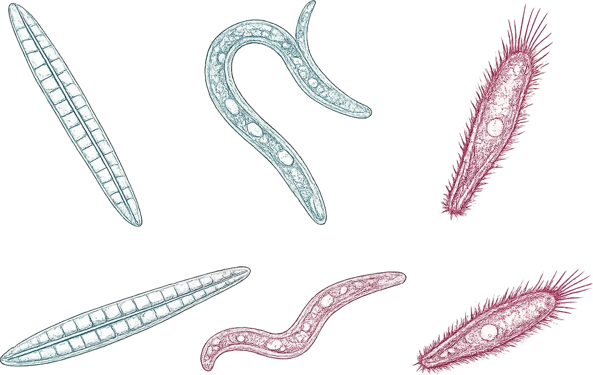 Diatom, nematode and ciliate under magnification