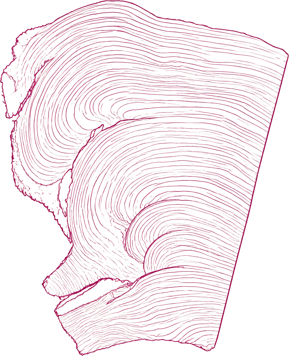 Growth rings in a cross-sectioned trunk